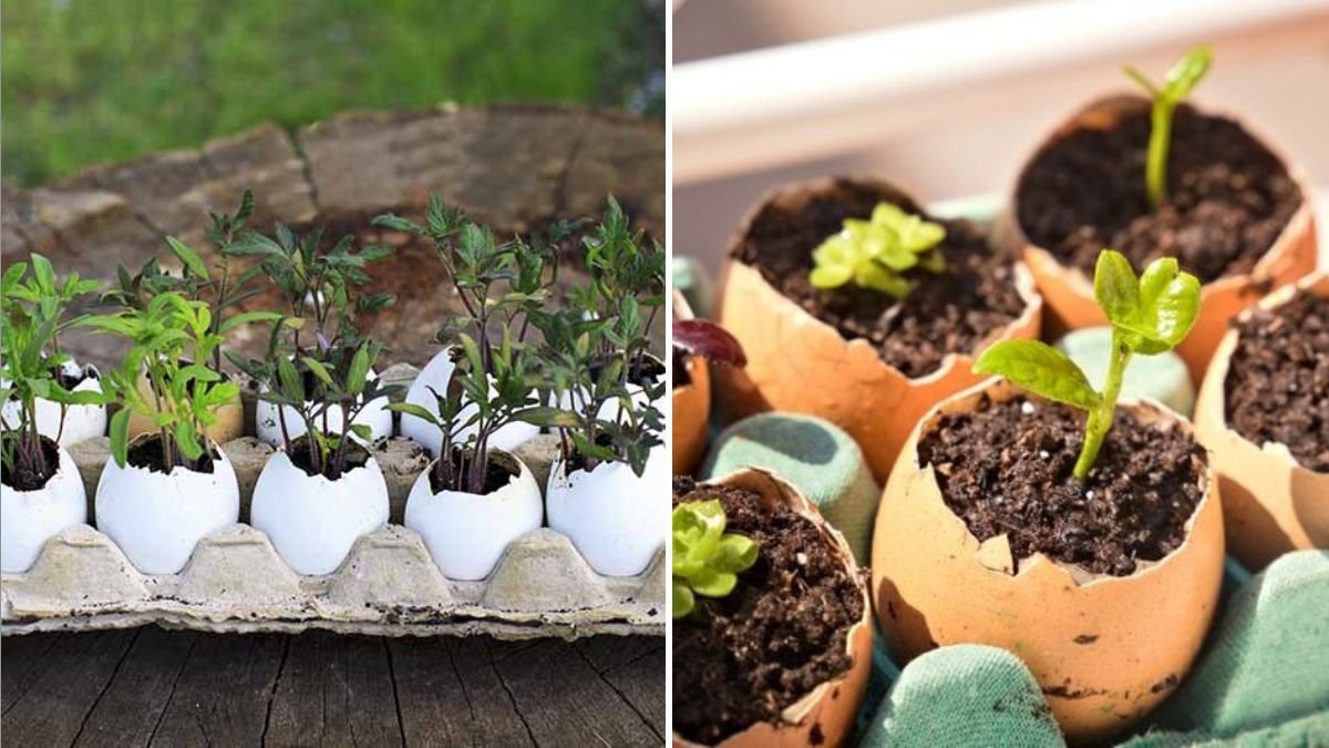 8 Ways to Use Eggshells in Your Garden Safely