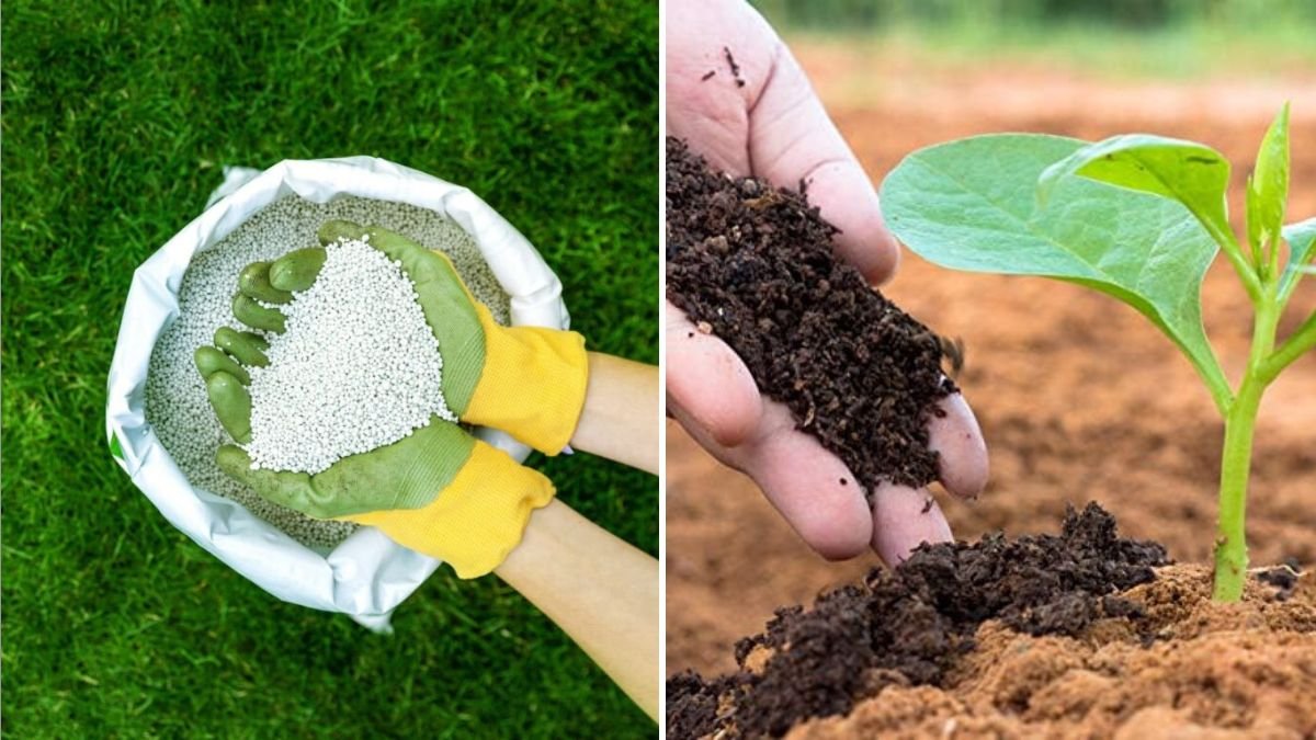  Should You Use Organic or Synthetic Lawn Fertilizers?