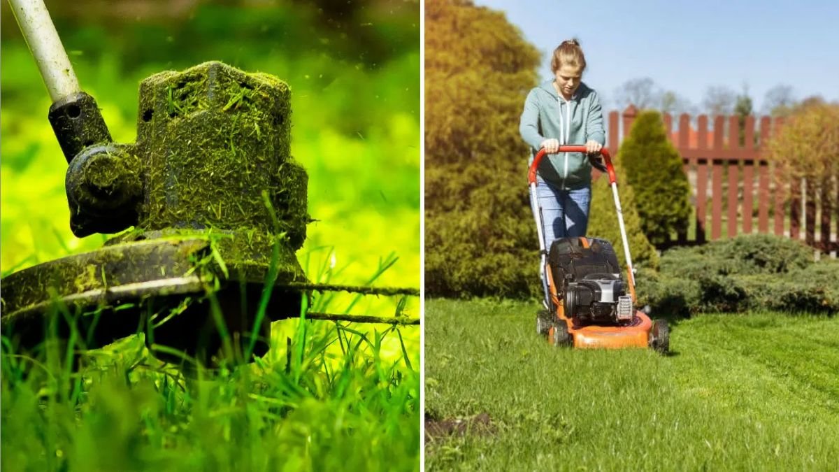 Should You Cut Grass Before or After Rain?