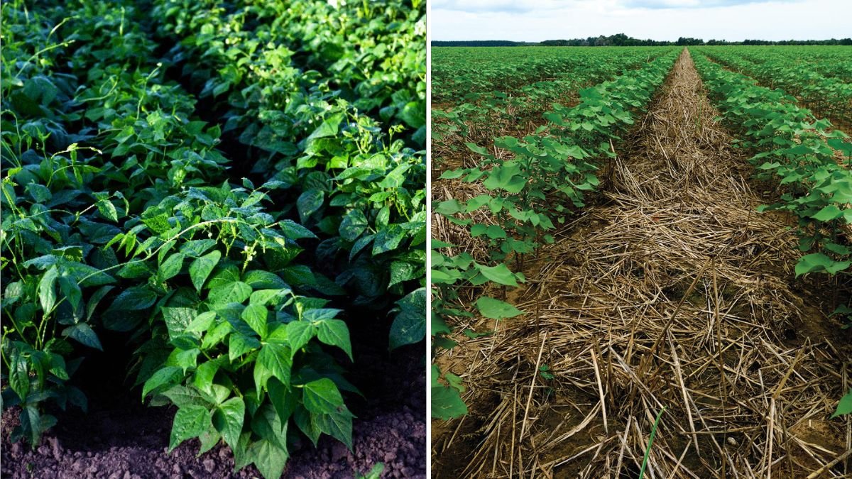 The Best Cover Crops for Improving Soil Health