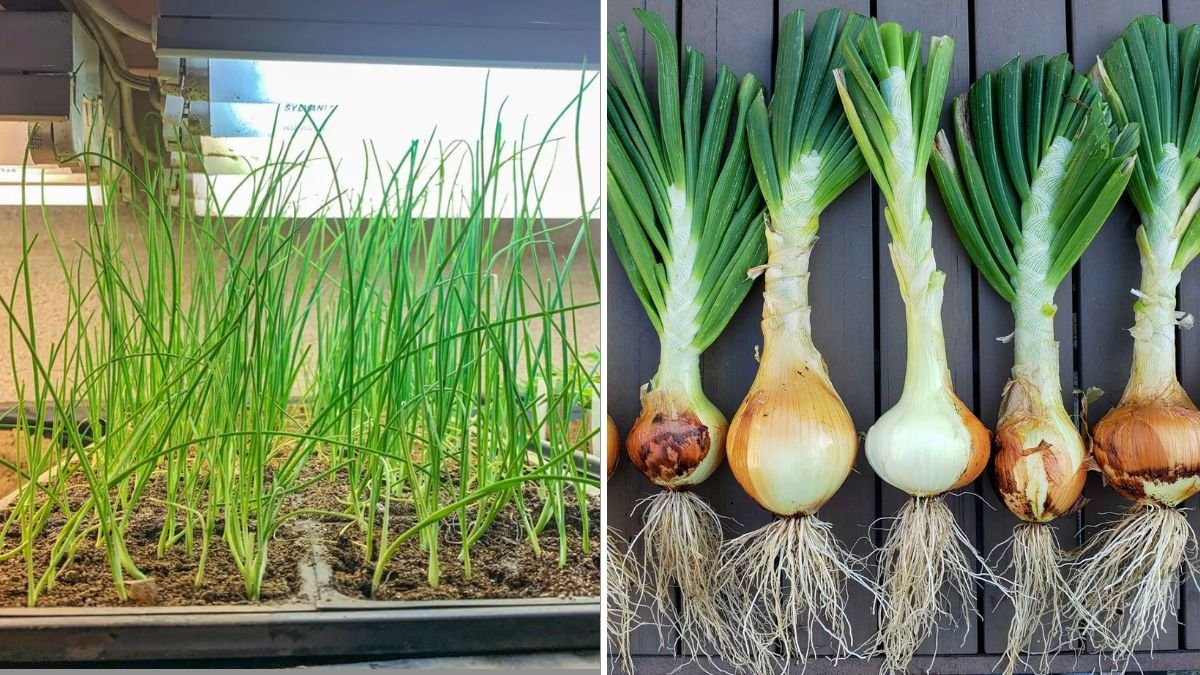 Never Buy Onions Again: How to Grow Many Onions from an Onion Bottom at Home