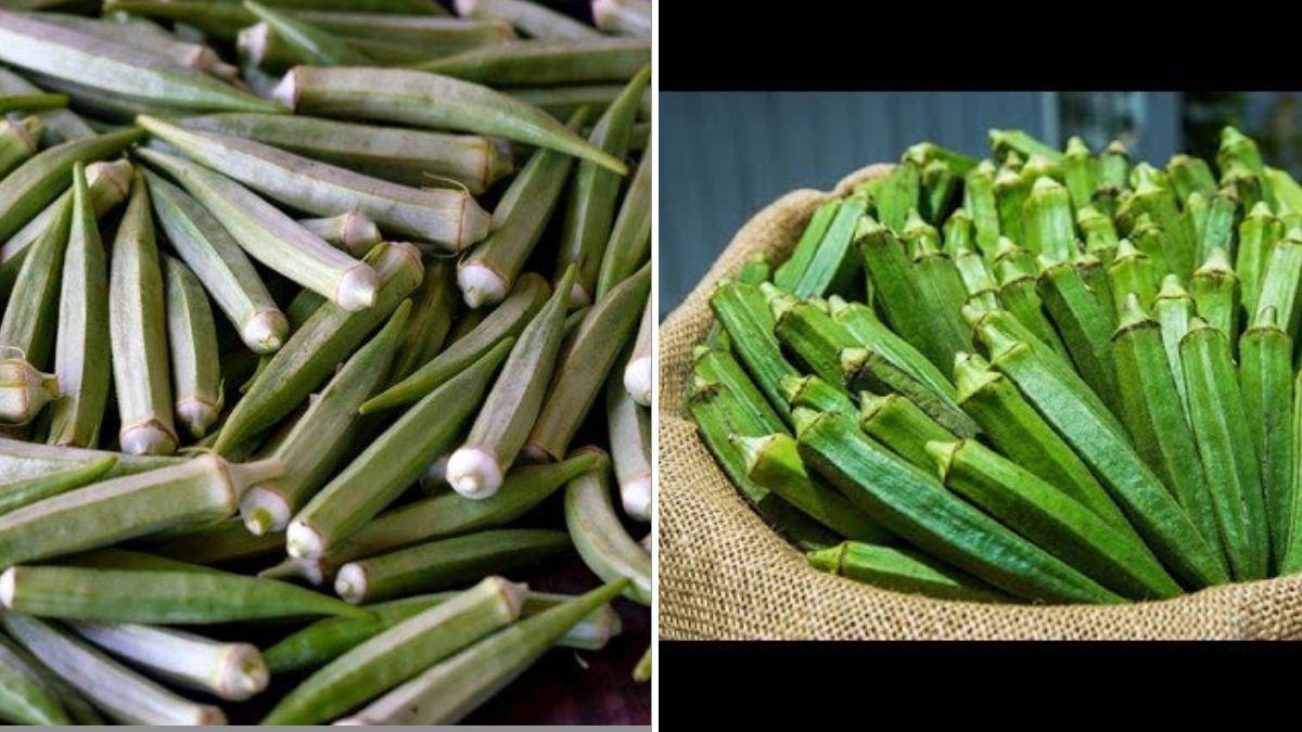 The Fastest Way to Grow Okra Nobody Talks About – A Complete Guide for Quick and Abundant Harvests
