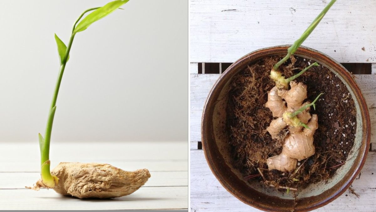 How to Grow Ginger from Store-Bought Ginger in Containers – Step-by-Step Guide for Home Gardeners
