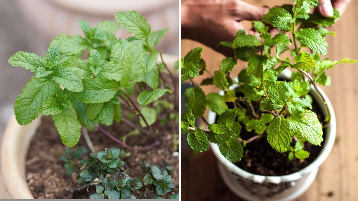 How to Grow Mint Easily Using Plastic Bottles – A Simple Guide for Home Gardeners