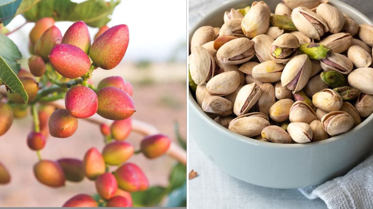 How to Grow Pistachio Trees from Pistachio Fruits – Step-by-Step Guide for 100% Success