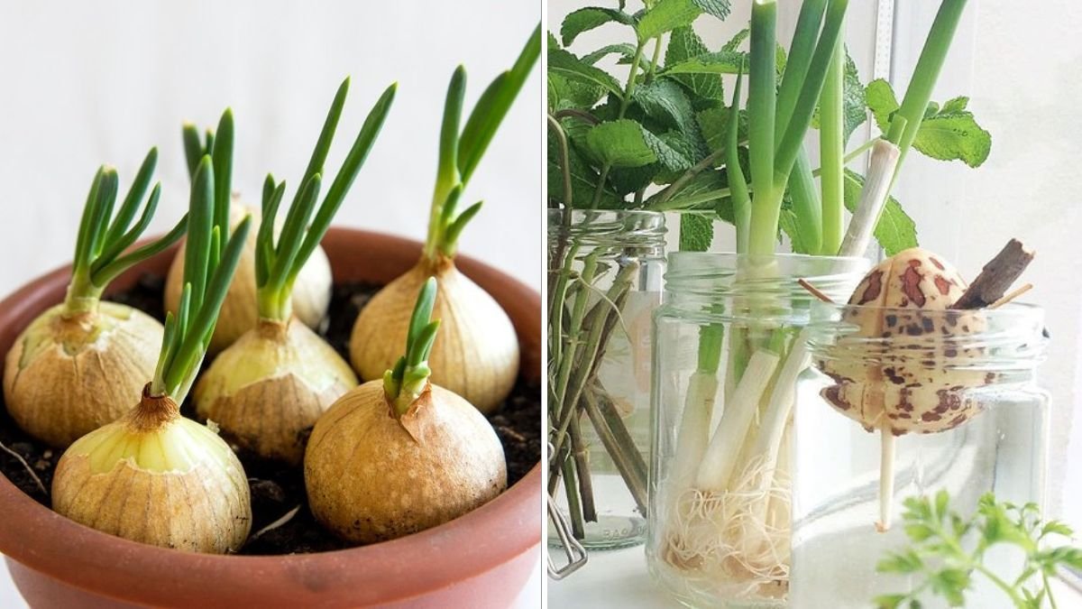 9 Vegetables You Can Regrow From Scraps