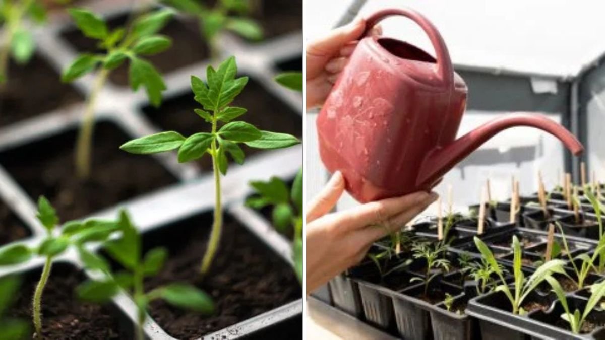 Should You Start Seeds Indoors or Outdoors? Experts Weigh In