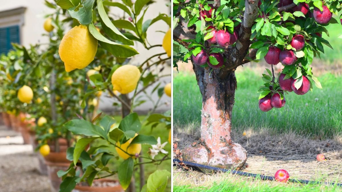 5 Fruit Trees That Grow Well in Containers