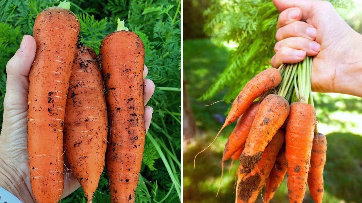 How to Know When to Harvest Carrots Without Pulling Them Up