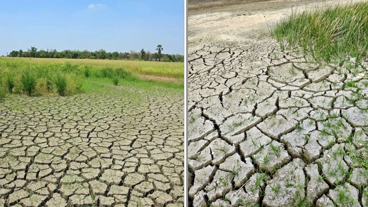 How to Keep Your Lawn Green During a Drought