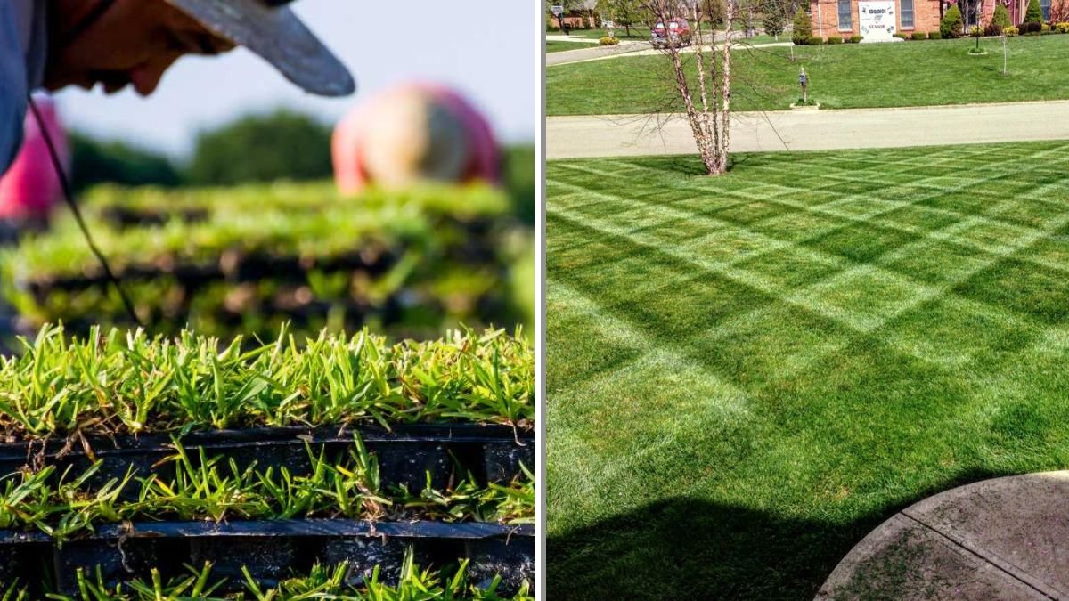 7 Eco-Friendly Lawn Care Practices You Should Try