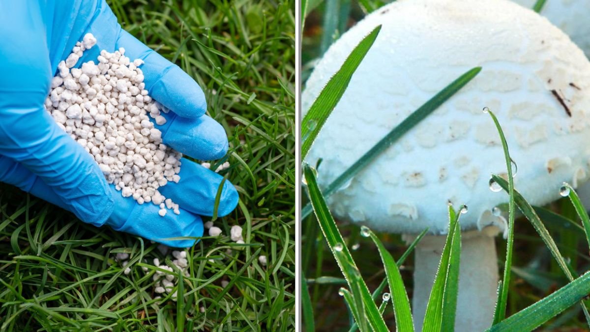 The Secret to Preventing Lawn Fungus Before It Starts
