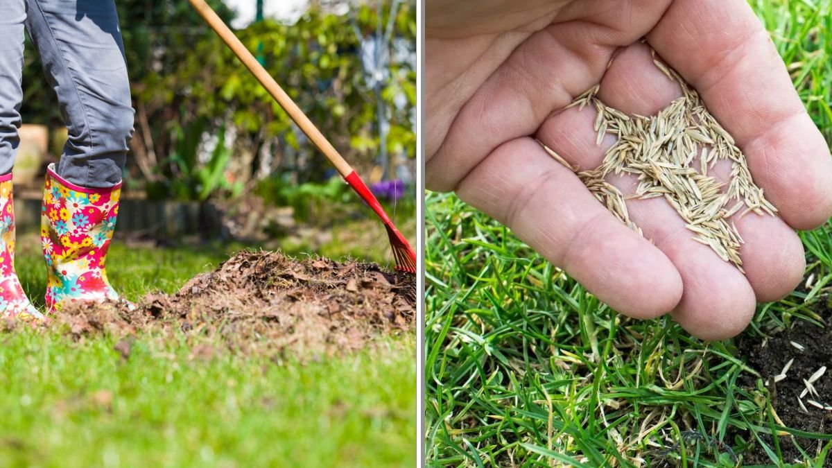 5 Lawn Care Tasks You Should Do Every Spring