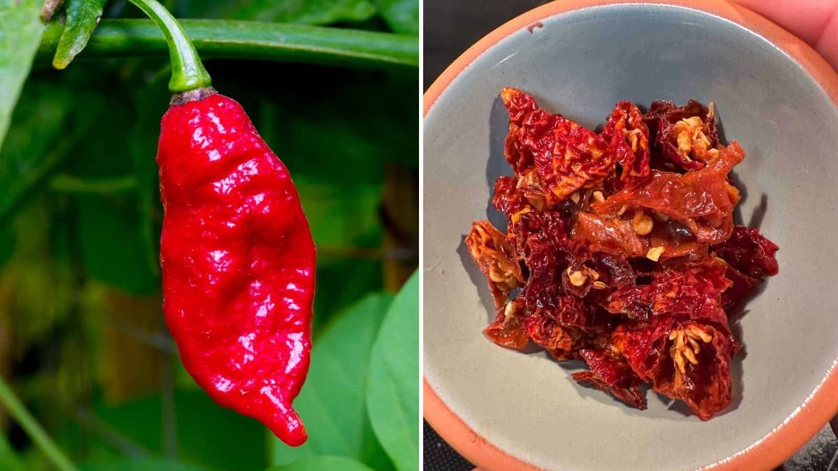 5-Step Guide to Making Ghost Pepper Chili for Halloween Night